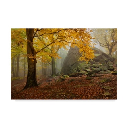 Daniel Rericha 'Autumn Forest' Canvas Art,16x24